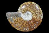 Polished Ammonite Fossil - Madagascar #173168-1